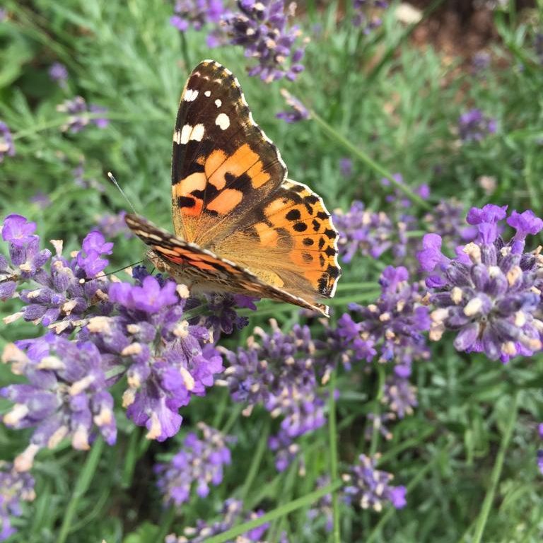 Lavendelblüten im Garten